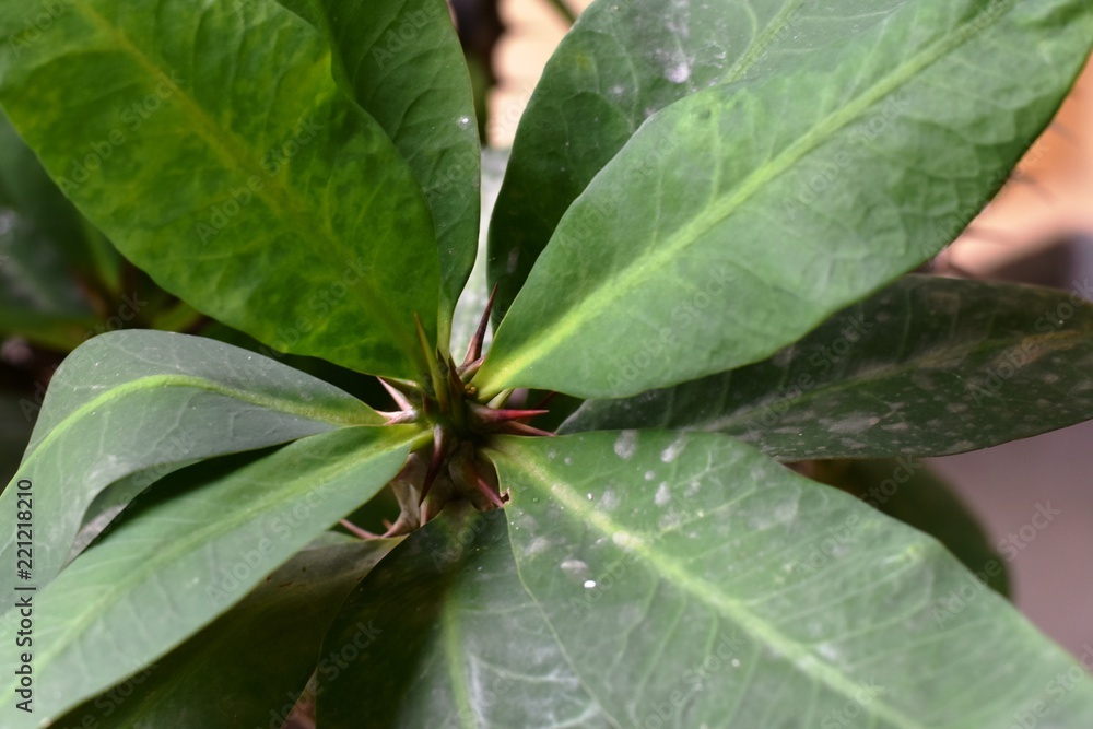 green leaf with water droplets green leaf with water droplets