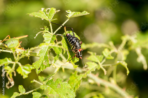 The insect is eaten by a green bush.