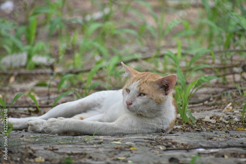 cute brown and white cat