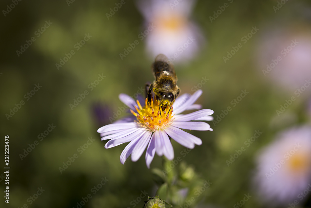 a bee on a flower