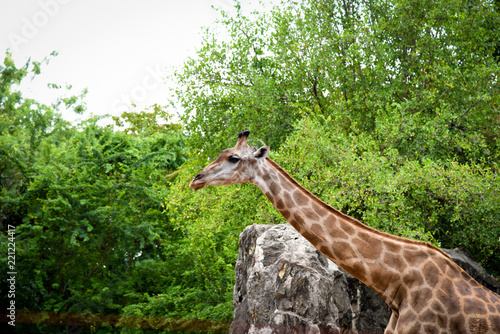 Close-up of a giraffe of some green trees in the zoo in bangkok at thailand.