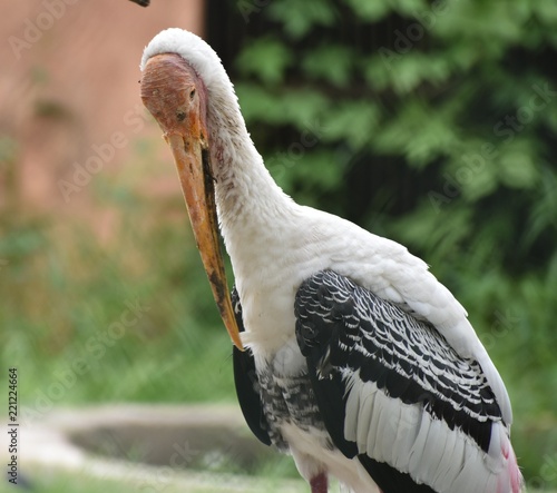 pelican bird