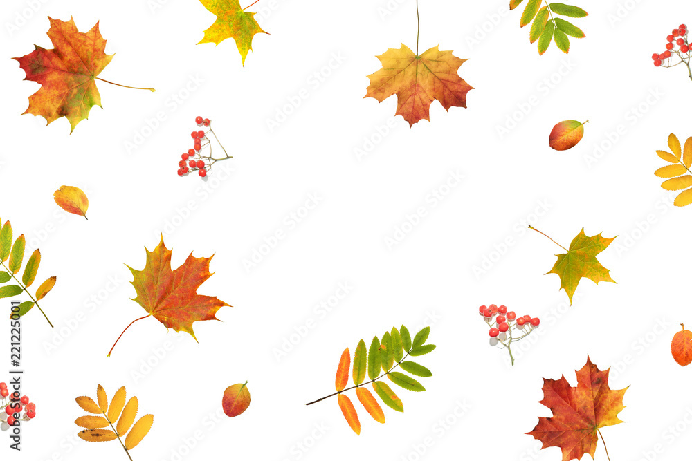 Fototapeta premium Autumn composition. Fall colorful leaves and berries on white background, top view, flat lay