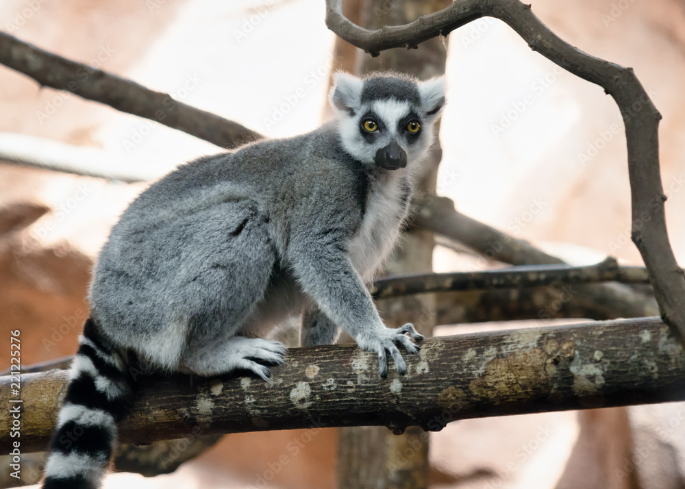 Obraz premium Zoo lemur on a branch