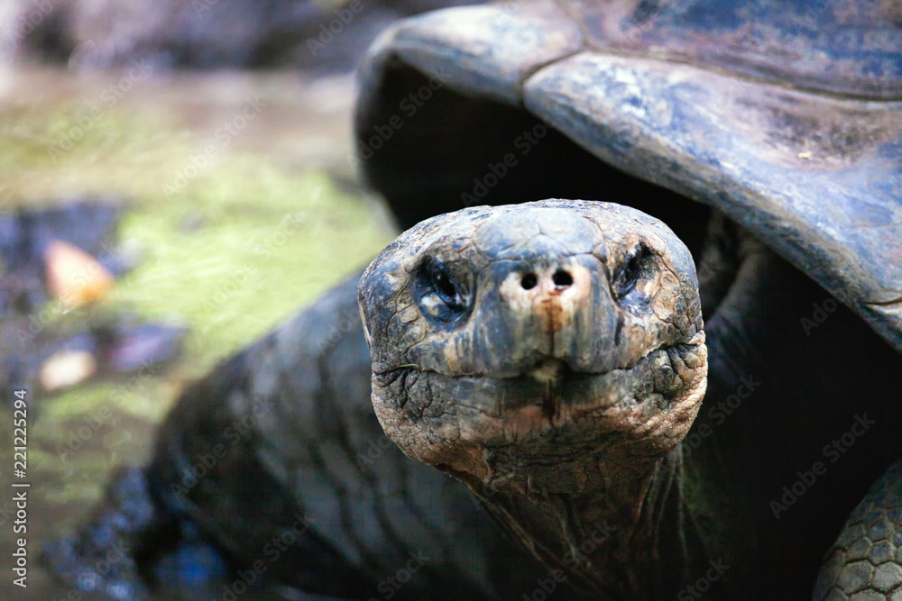 Close up of Galapagos turtle Close up of Galapagos turtle