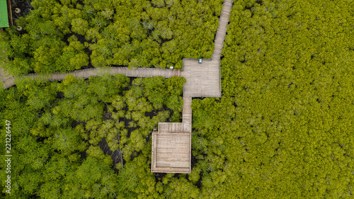 Mangroves inTung Prong Thong or Golden Mangrove Field at Estuary Pra Sae, Rayong, Thailand photo