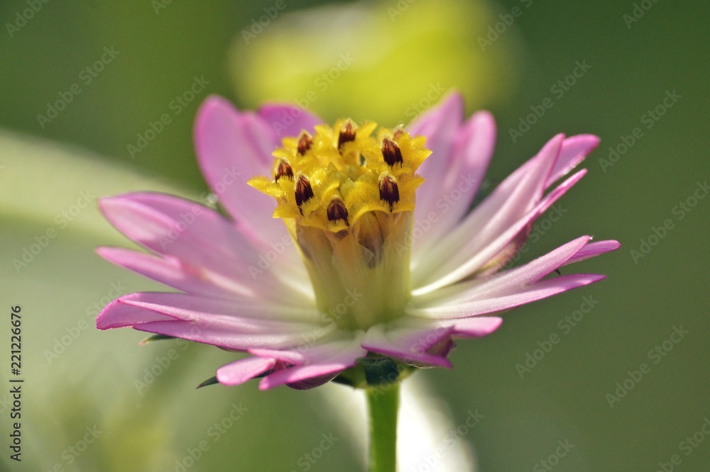 close up of cosmos flower close up of cosmos flower