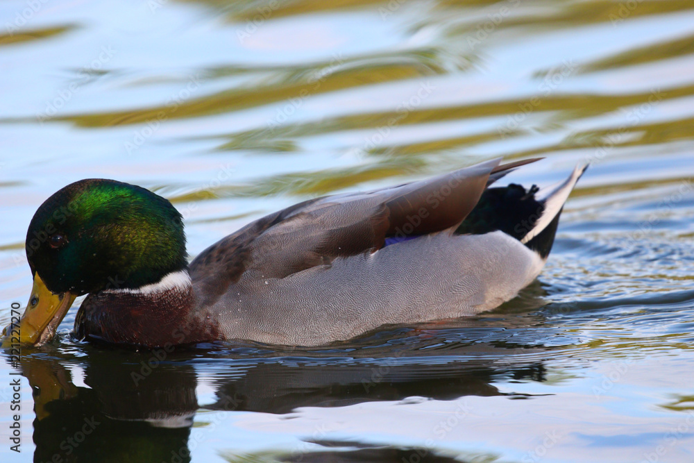 Obraz premium mallard drinking water at sunset in a pond