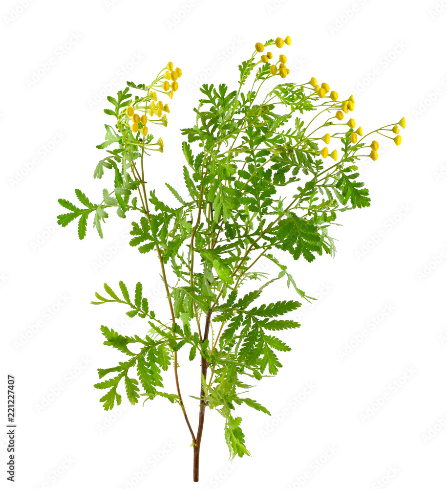 Tansy Medicinal Herb Flower Plant. Also Tanacetum Vulgare, Common Tansy, Bitter Buttons, Cow Bitter, or Golden Buttons. Insect Repellent. Isolated on White Background. Tansy Medicinal Herb Flower Plant. Also Tanacetum Vulgare, Common Tansy, Bitter Buttons, Cow Bitter, or Golden Buttons. Insect Repellent. Isolated on White Background.