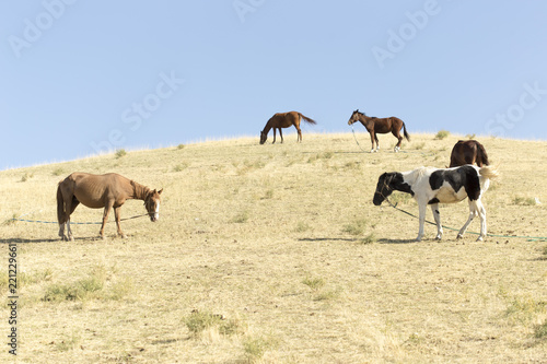 autumn, horses in the pasture