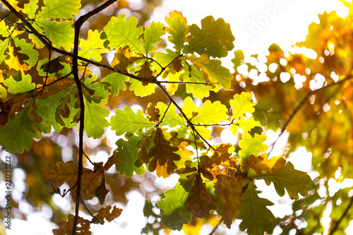 autumn, yellow leaves of trees