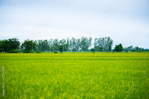 Countryside scenery of rice field