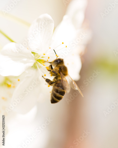 Bee on a flower of a white cherry © donikz