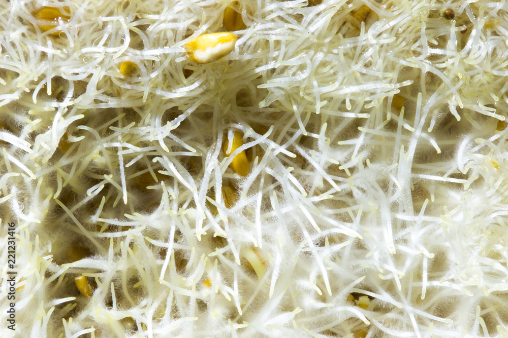 Macro, germinated corn kernels with young roots for healthy vegan food