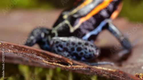 Reticulated Poison Frog (Ranitomeya ventrimaculata) on the rainforest floor in Ecuador. photo