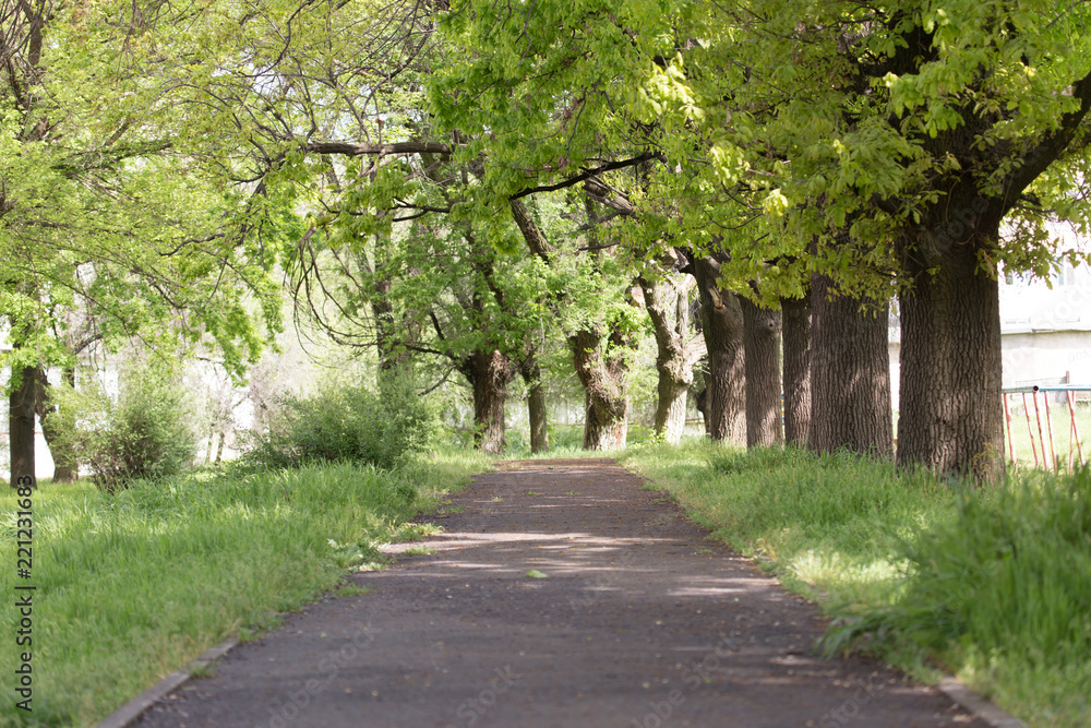 spring, pavement in the park