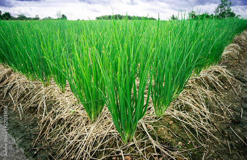 fresh onion