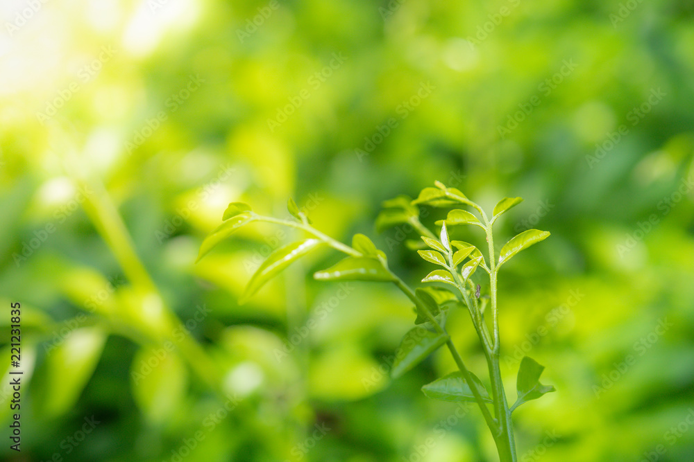 Natural green background of selective focused green leaves with blurred green background with bokeh Natural green background of selective focused green leaves with blurred green background with bokeh