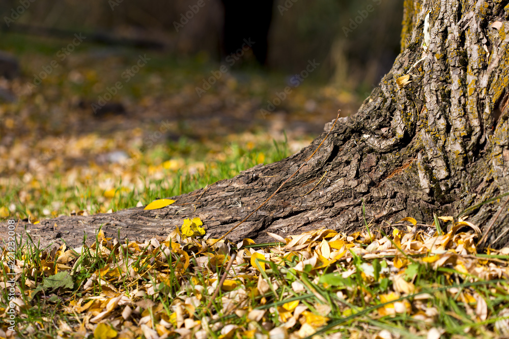 autumn, tree root and yellow leaves autumn, tree root and yellow leaves