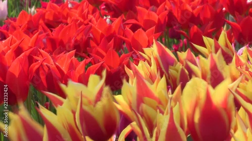 春風に揺れるチューリップの花　日本の富山県砺波市で