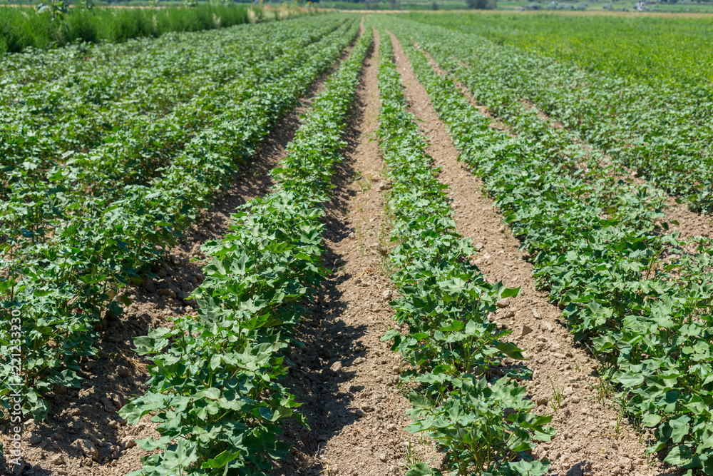 Green Cotton Fields in Central Asia Green Cotton Fields in Central Asia