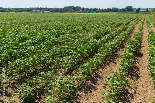 Green Cotton Fields in Central Asia