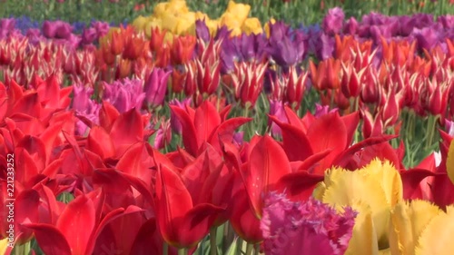 春風に揺れるチューリップの花　日本の富山県砺波市で
