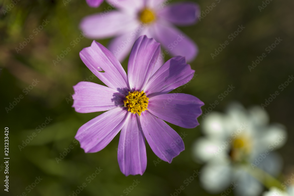 beautiful flowers in the yard beautiful flowers in the yard