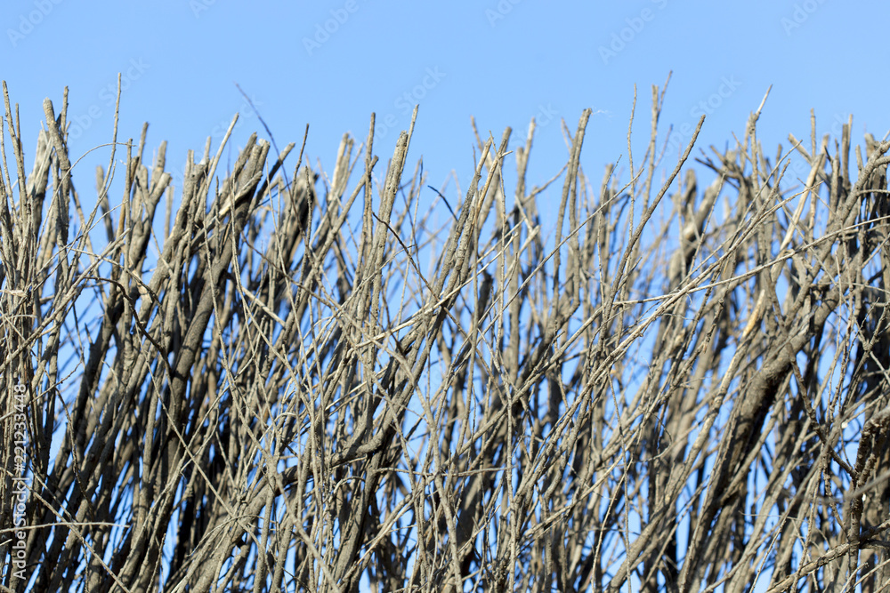 Fototapeta premium Fence and dry tree branch against the sky