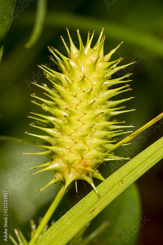 Yellow needles of porcupine sedge flowers in New Hampshire. photo