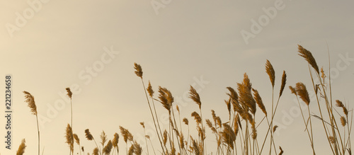 bulrush against the sky photo