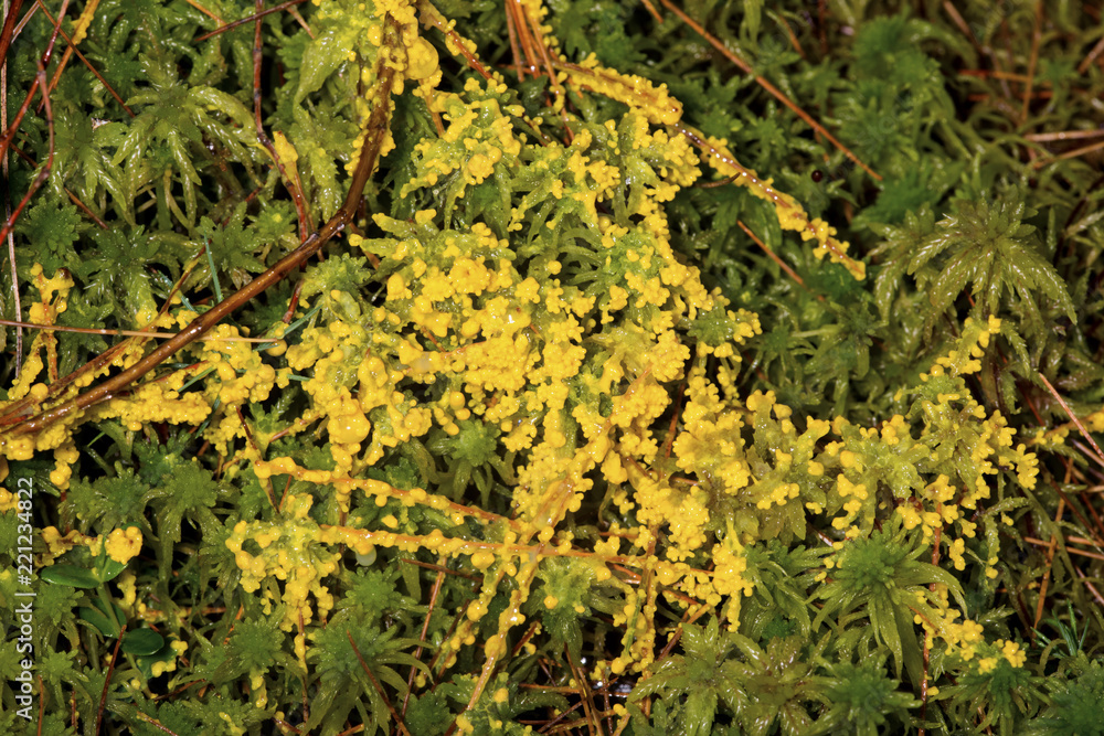 Yellow slime mold growing over peat moss in New Hampshire. Yellow slime mold growing over peat moss in New Hampshire.