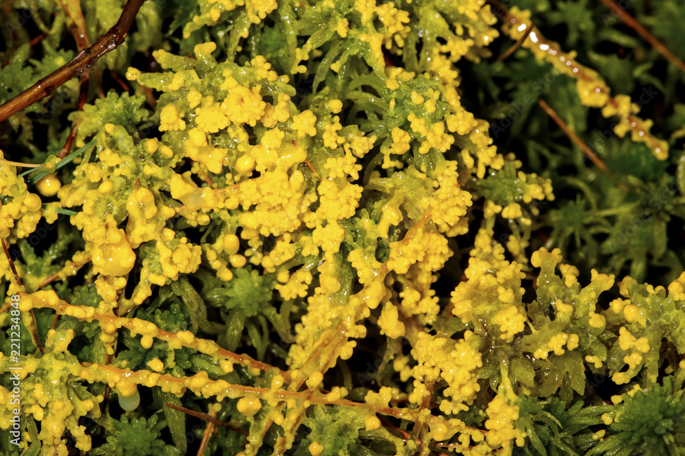 Yellow slime mold growing over peat moss in New Hampshire. Yellow slime mold growing over peat moss in New Hampshire.
