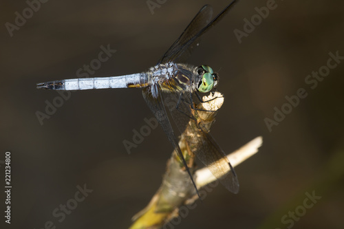 Blue dasher dragonfly on a twig in New Hampshire. photo