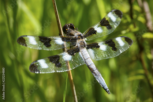 Twelve spotted skimmer dragonfly in a New Hampshire bog.