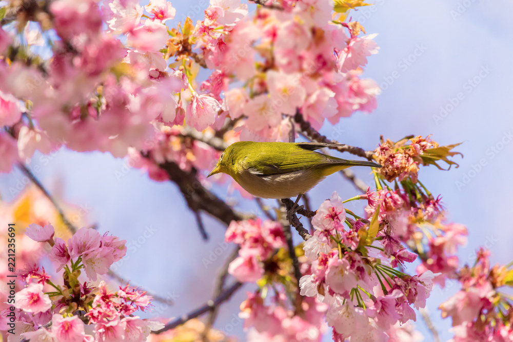 Japanese White-eye.The background is cherry blossoms(Japanese name is Oh-kanzakura). Located in Tokyo Prefecture Japan. Japanese White-eye.The background is cherry blossoms(Japanese name is Oh-kanzakura). Located in Tokyo Prefecture Japan.