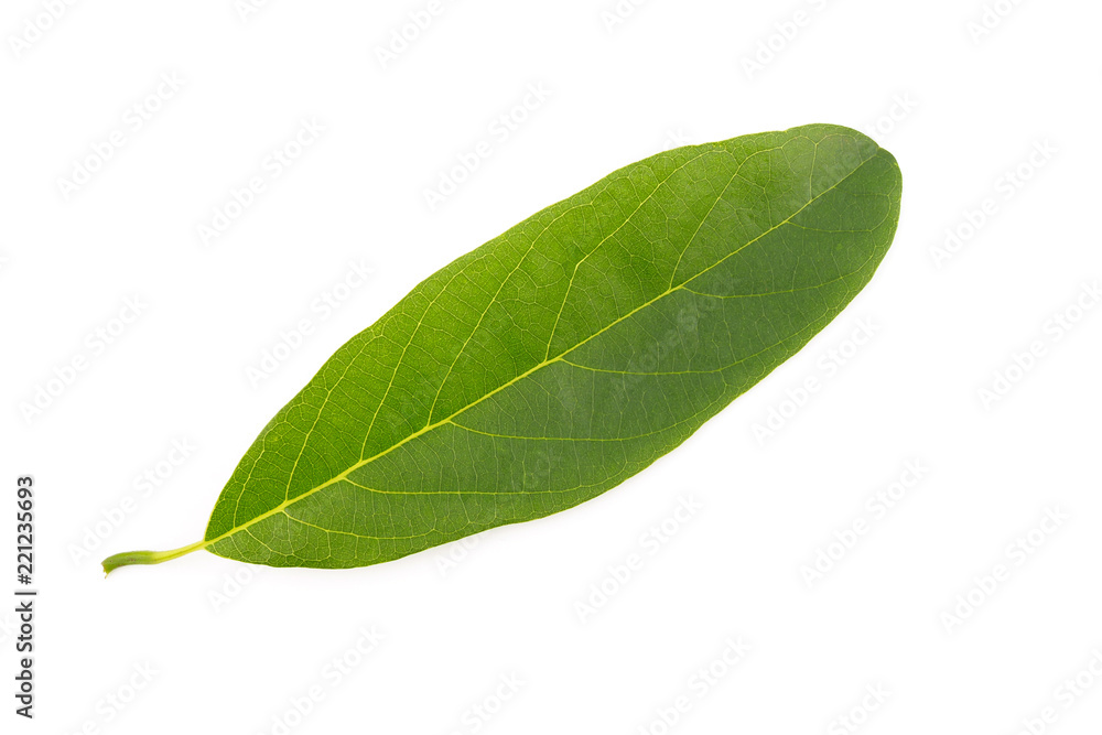 Obraz premium custard apple green leaves nature on white background