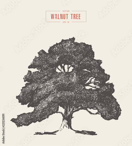 High detail vintage walnut tree hand drawn, vector