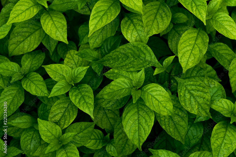 abstract natural green leaves background abstract natural green leaves background