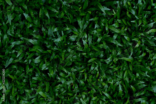 abstract natural green leaves background © SUPHANSA