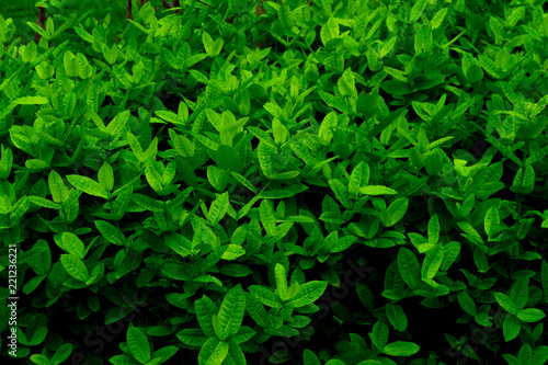 Wallpaper Mural abstract natural green leaves background Torontodigital.ca