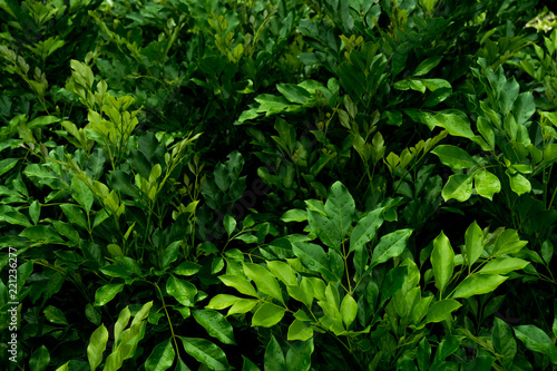 Wallpaper Mural abstract natural green leaves background Torontodigital.ca