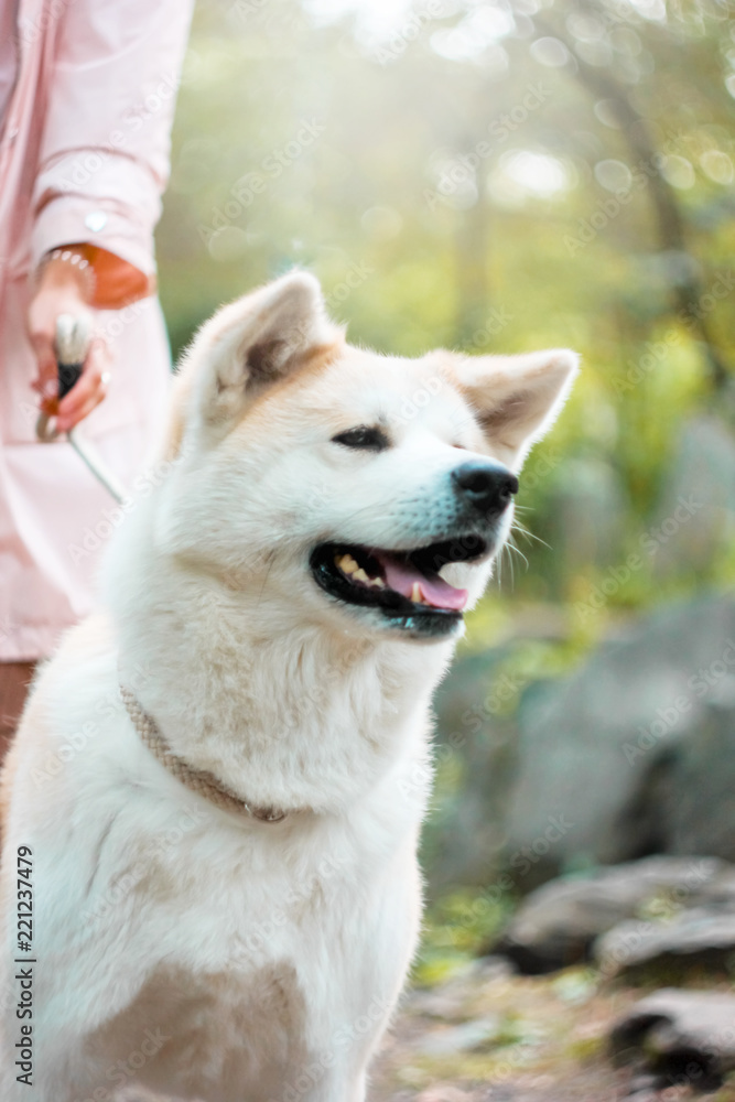 Japanese dog Akita inu with young woman outdoors
