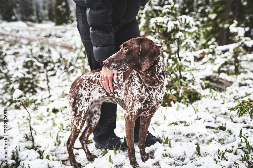 a beautiful hunting dog and owner hiking in the mountain snow