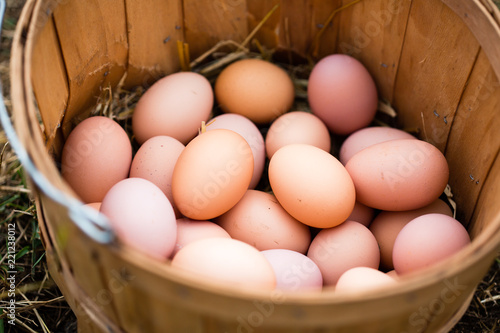 Organic chicken eggs fresh from the farm