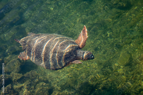 Sea turtle Caretta Caretta in The Bay of Argostoli on Greek island Kefalonia