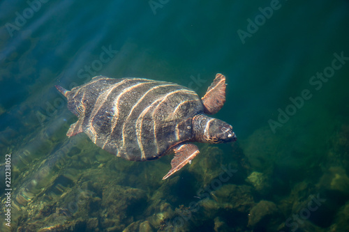 Fototapeta Naklejka Na Ścianę i Meble -  Sea turtle Caretta Caretta in The Bay of Argostoli on Greek island Kefalonia