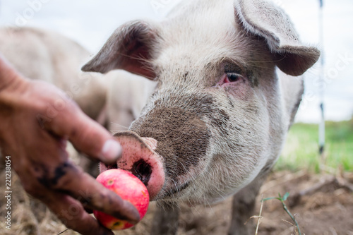 Pig eats an organic apple from a farmer's hand