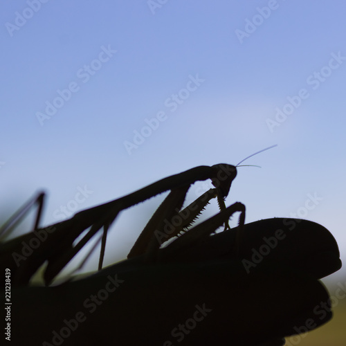 Wallpaper Mural beautiful mantis isolated Torontodigital.ca