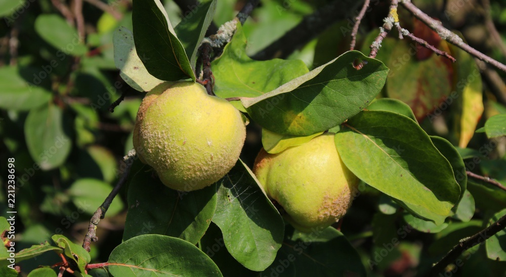 Obraz premium quitten